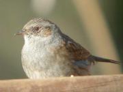 Pardal de bardissa, acentor común (Prunella modularis)