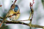 Herrerillo Común (Parus Caeruleus)