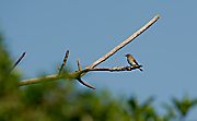 PAPAMOSCAS GRIS - Muscicapa striata