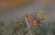 Pardal comú immadur y "Dorado"(Passer domesticus)