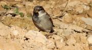 Pardal comú (Passer domesticus)