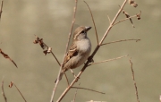 Pardal comú femella (Passer domesticus)