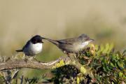 Parella de Tallarols capnegres(Sylvia melanocephala)