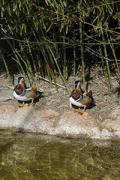 Anec mandarí. Pato mandarín (Aix galericulata)