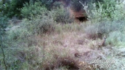 Fotoparany a la Vall d'Àger:Perdiu