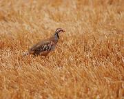 Perdiu roja. Perdiz común (Alectoris rufa)