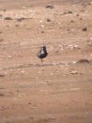 Pigre gris, chorlito gris (Pluvialis squatorola)