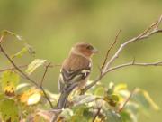 Pinsà comú, pinzón vulgar (Fringilla coelebs)