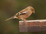 Pinsà comú femella (Fringilla coelebs)