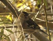 Pinsà comú (Fringilla coelebs)