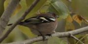 Pinsà comú (Fringilla coelebs)