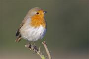 Pit-roig(Erithacus rubecula)