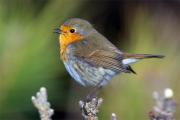 Pit-roig(Erithacus rubecula)