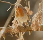 Pit-roig (Erithacus rubecula)