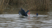 Batalla entre Pollas Blavas(Porphyrio Porphyrio)