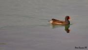 Polla d’aigua (Gallinula chloropus) a l’estany