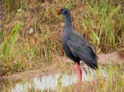 Polla blava (Porphyrio pophyrio)