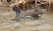 Polla d'aigua (Gallinula chloropus)