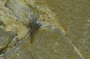 Raspinell comú (Certhia brachydactyla) (2 de 2)