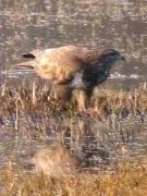 Aligot (Buteo buteo)