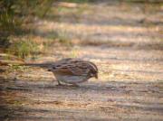 Repicatalons, escribano palustre (Emberiza schoeniclus)