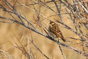 Repicatalons (Emberiza schoeniclus)