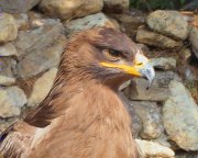 Àguila Rapaç (Aquila rapax)
