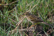 Titella (Anthus Pratensis)