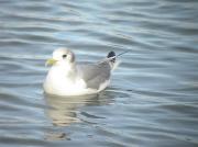 Gaviota tridactila 1