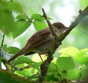 Rossinyol (Luscinia megarhynchos)