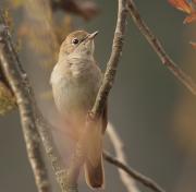 Rossinyol (Luscinia megarhynchos)