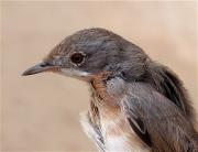 Tallarol de garriga, curruca carrasqueña (Sylvia cantillans)