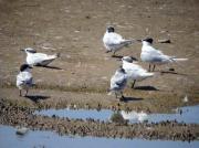 Xatrac bec-llarg, charrán patinegro (Sterna sandvicensis)