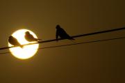 "Orenetes" al amanecer.