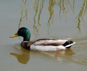Anade real (Anas Platyrhynchos)