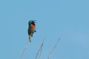 Suimanga de doble collar(Cinnyris chalybea)