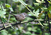 TALLAROL CAPNEGRE - CURUCA CABECINEGRA