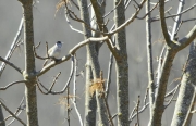 Tallarol de casquet (Sylvia atricapilla)