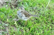 Titella (Anthus pratensis)