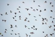 Tudons. Palomas torcaces (Columba palumbus)