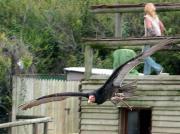 Turkey Vulture (Cathartes aura)