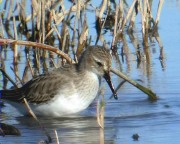 Territ Variant (Calidris alpina)