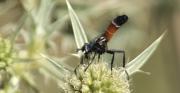 Tachinidae Cylindromyia intermèdia