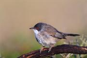 Tallaroll capnegre femella(Sylvia melanocephala)