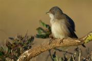 Tallarol capnegre femella(Sylvia melanocephala)