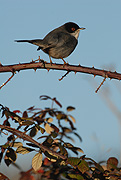 TALLAROL CAPNEGRE - CURRUCA CABECINEGRA