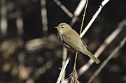 TALLAROL GROS - CURRUCA MOSQUITERA