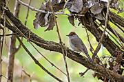 Tallarol de casquet (Sylvia atricapilla)