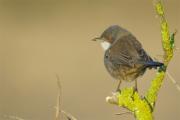 Tallarol capnegre(Sylvia melanocephala)