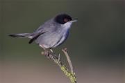 Tallarol capnegre mascle(Sylvia melanocephala)